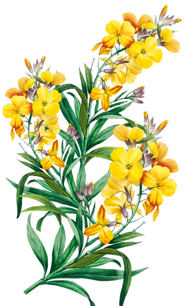 Betawi Couple Belakang 1.png