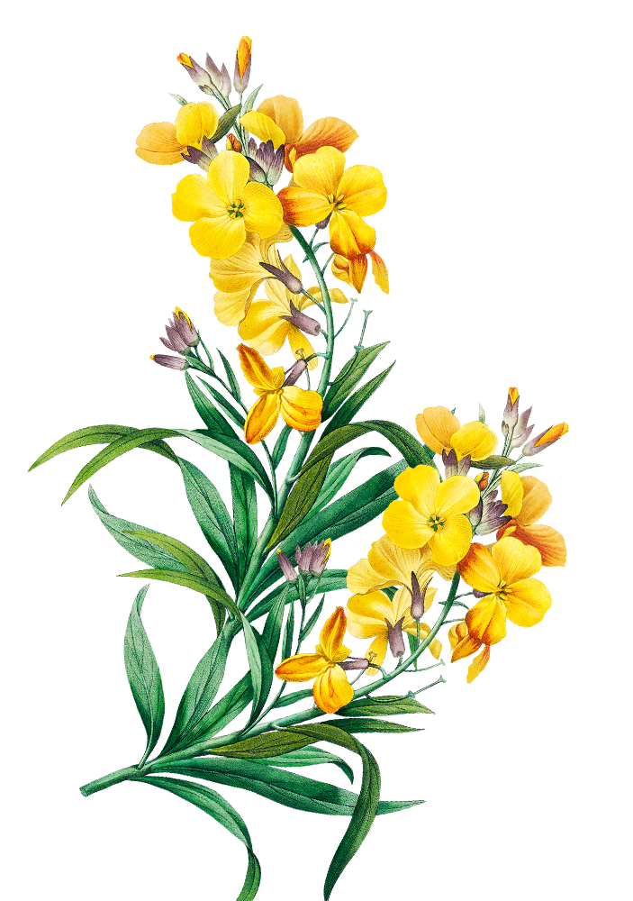 Betawi Couple Depan 1.png