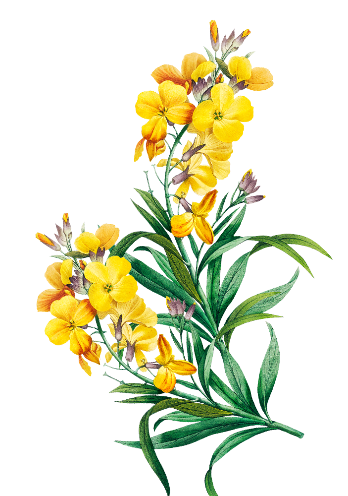 Betawi Couple Depan 2.png