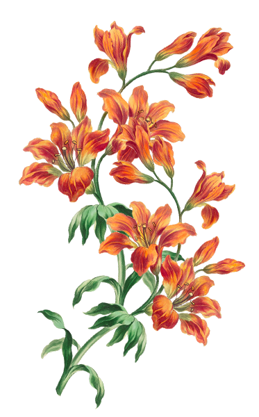 Dayak Couple Belakang 1.png