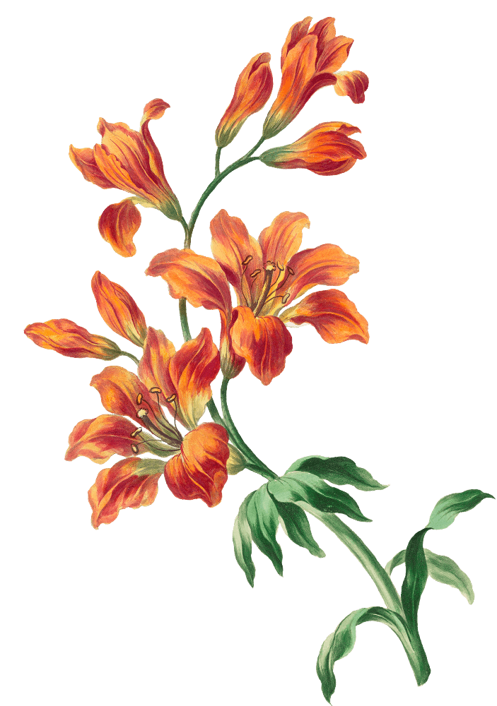 Dayak Couple Depan 1.png