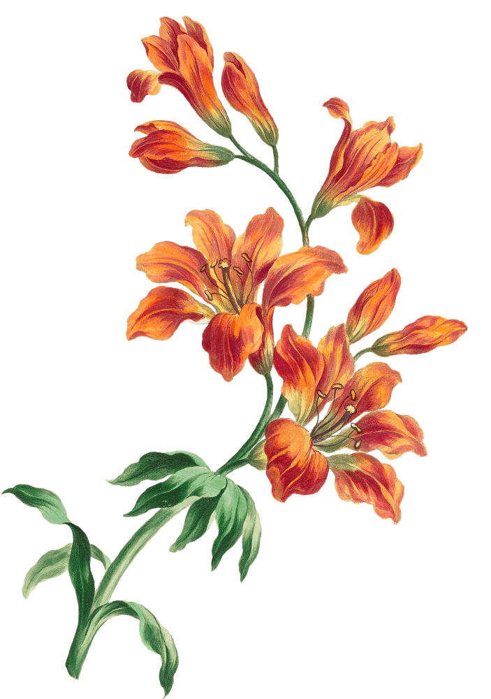 Dayak Couple Depan 2.png