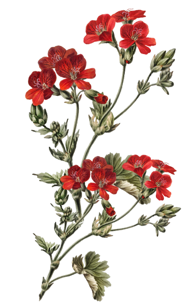 Palembang Couple Belakang 1.png