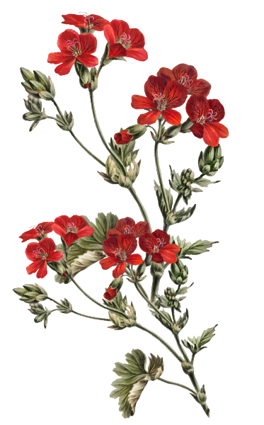 Palembang Couple Belakang 2.png