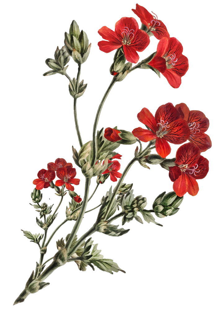 Palembang Couple Depan 2.png