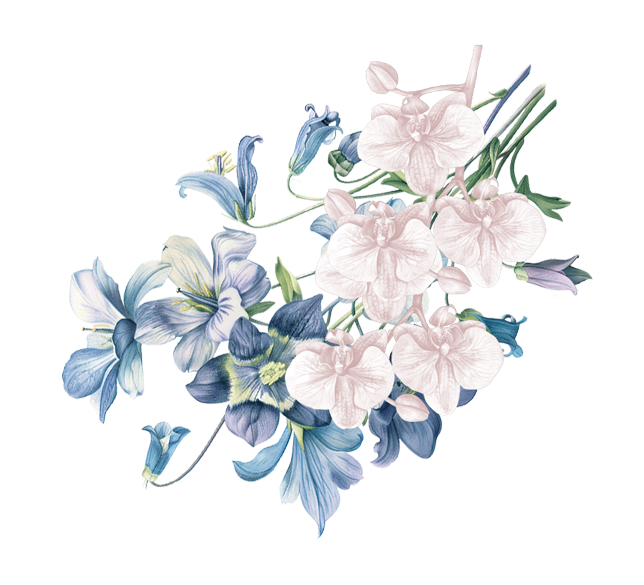 Bunga jawa biru ACVhlp 1 e1758675623759.png