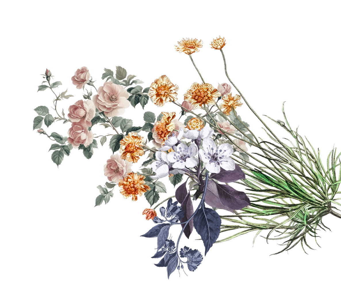 Bunga kapal no wm 002 MaPcNj.png